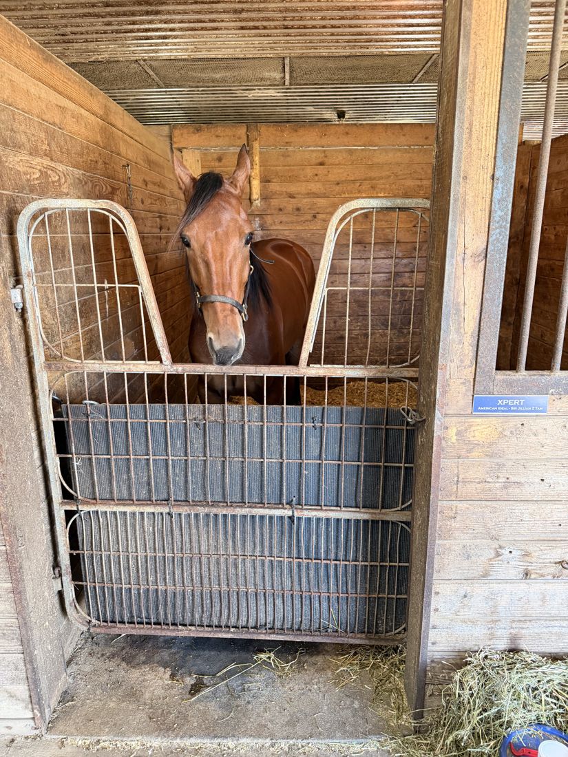 A horse looking over a stall gate